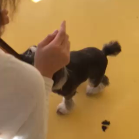 ▶︎レモンのやけくそバイバイの画像