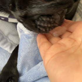 『咀嚼音のかわいさよ❤️❤️❤️』の画像