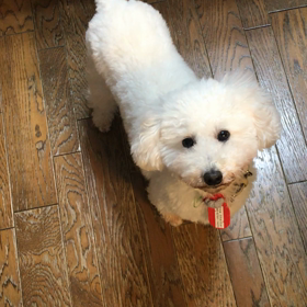 明日まで待てないの画像