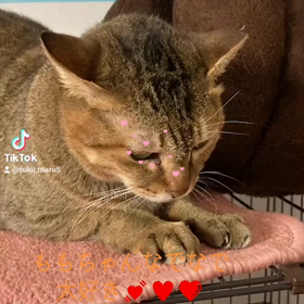 ももちゃんなでなで大好きの画像