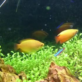 うちの♀グラミーは悪女だった件Σ(゜Д゜)！の画像