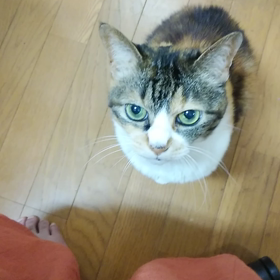 今日もヤギな声でなく猫の画像
