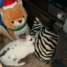 まいまい★の画像