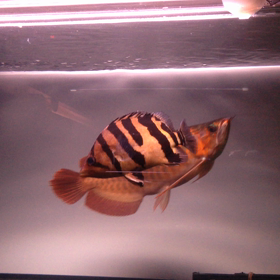 白も良いなぁ！の画像