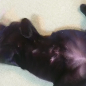 ブラッシング２の画像