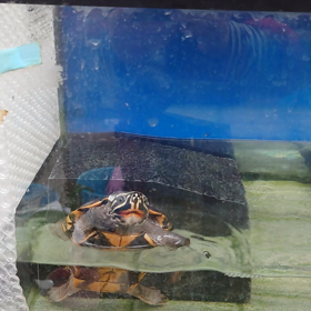 二シくんの画像