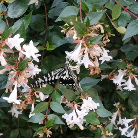 チョウチョさん。の画像