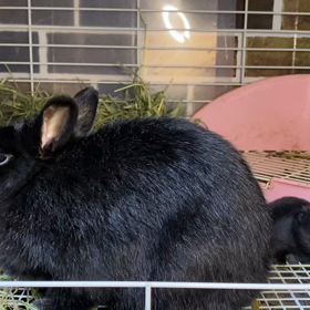 ネロちゃんベビーおめめが開きました。の画像