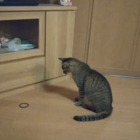 雨降りでもお散歩の画像