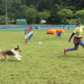 第5回 アジリティー練習会 その２の画像
