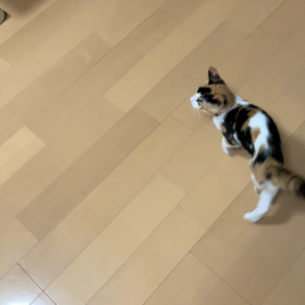 復活の　おかかの画像