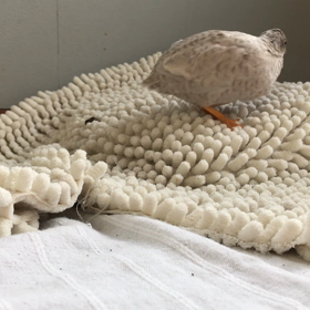 168日目 だいずの呼び鳴きの画像