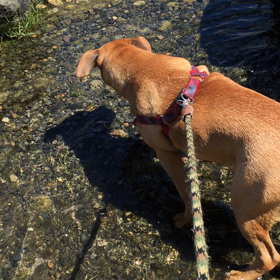 爽やか散歩の画像