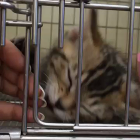 3月産まれのマンチカン（マノンちゃん）の画像