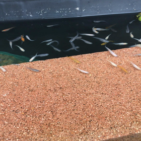 ビオトープ完成♡の画像