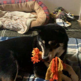 和む時間。の画像