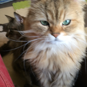 ねこカフェなる  さん♪の画像