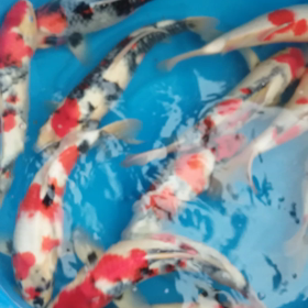 しょうわの画像