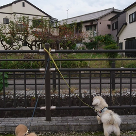 お散歩楽しいね♪の画像