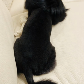 2020年3月3日　トリミングの画像