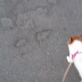 サスケ＆こうめの画像