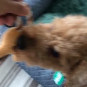 引っ張りっこ動画ですよんの画像