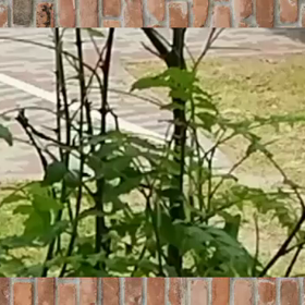 ナミアゲハ蝶の産卵の瞬間(動画)の画像