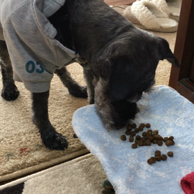 元気の源 (ᵔᴥᵔ)の画像