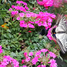 ナミアゲハ蝶の羽化後の動画の画像