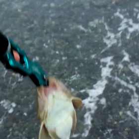 たまの午後の画像