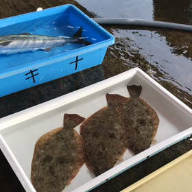 豊浜夕市の様子！朝市同様鰆や真鯛が豊漁！の画像