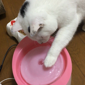 初めての循環式給水器の画像