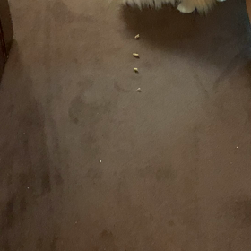 ネコリンピック、。レオン君の場合。。とほほの画像