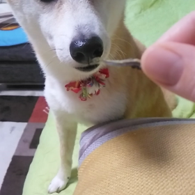 待て❗️、、、あら、出来たの画像