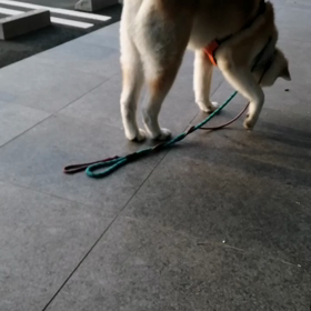 最初からしっかり明るい朝。未来丸の足取りも軽く、楽しい朝散歩でした。昨日の夕方散歩で久しぶりの画像