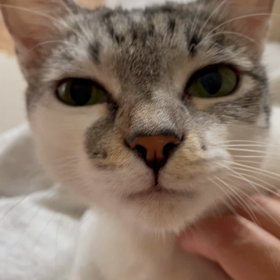 我が家の猫は世界一可愛いの画像