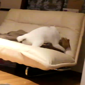 プロレス！！！の画像