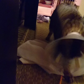 珍しく動くキジトラ女史の画像