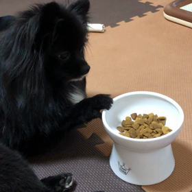 2020年6月7日　ルナ健診の画像