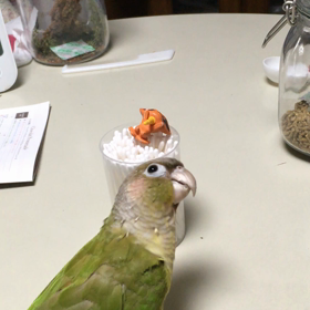 ころ、固まるの画像