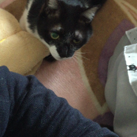 ▶︎ちょっとのしっぽにびっくりするちろるの画像