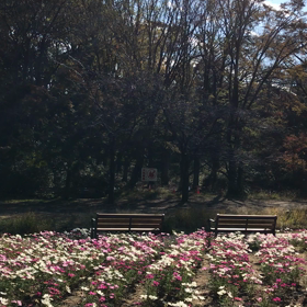 癒しの動画@三ツ  池公園の画像