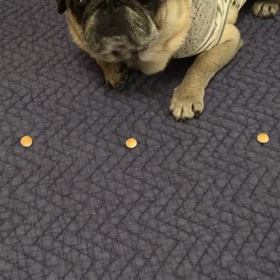 パグは元気です。の画像