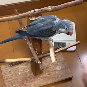 おしゃべりの次はの画像