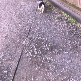 朝のお散歩の画像