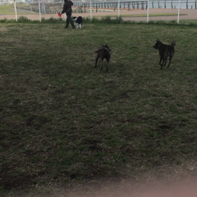 東扇島ドッグラン 1の画像
