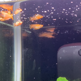 メダカちゃんのお食事タイム。の画像