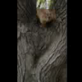 ポッサムの画像