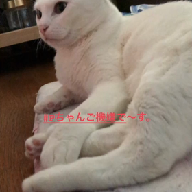 春休み〜Pちゃん可愛い〜の画像