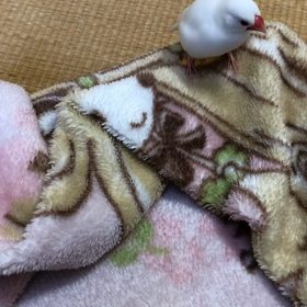 キュウちゃん不発の画像